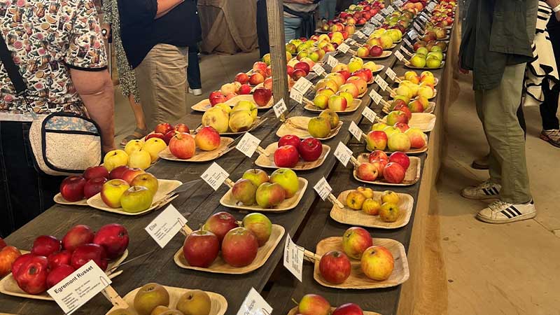 På äppelmarknaden i Kivik kan du hitta ditt favoritäpple bland alla sorter.