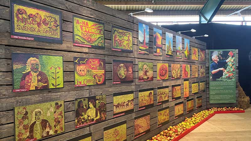 Äppeltavlor genom åren går att titta på inne på utställningen under äppeldagarna i Kivik.