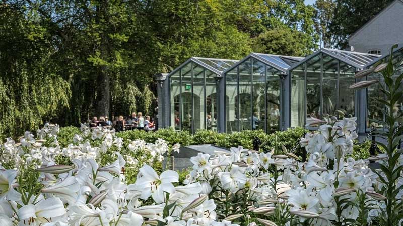 Vackra liljor i ren�ssanstr�dg�rden p� Norrviken.