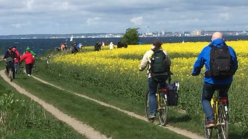 Grusv�g genom rapsf�lten p� Ven med utsikt �ver �resund.