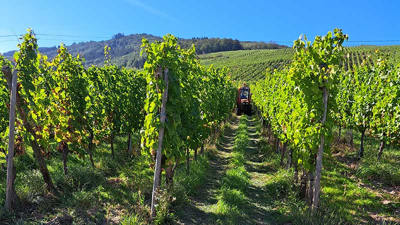 Vinfält i Alsace med gröna druvor upplev vinresa till Frankrike med Tjörnarpsbuss