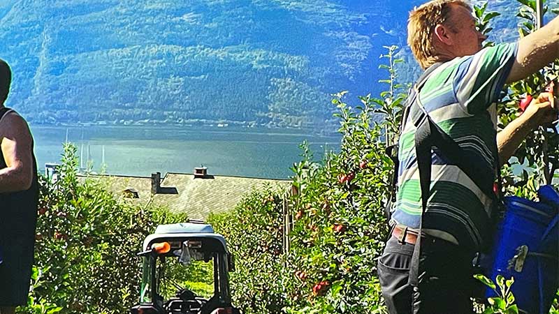 �ppleplockning i Geilo med vacker utsikt �ver berg och dalg�ngar i norsk natur