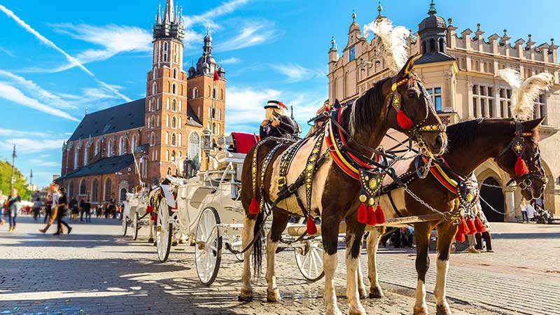 Fiaker står och och väntar på gäster under vår bussresa till det historiska Krakow i Polen. En fiaker, häst och vagn, i gamla stan i Krakow med Mariakyrkan i bakgrunden.