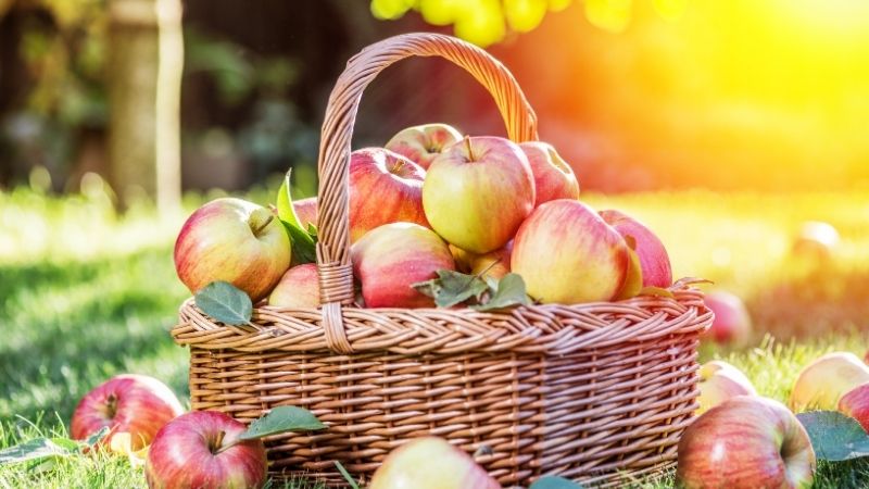 Korg fylld med nyplockade r�da och gr�na �pplen i solsken p� �lands Sk�rdefest � h�stens frukter i lantlig milj� p� gr�s.
