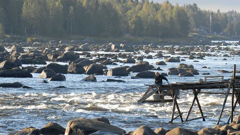 Kukkolaforsen � en m�ktig fors i Torne �lv, k�nd f�r h�vfiske och unik kulturmilj� med fiskebodar och vattendrivna kvarnar