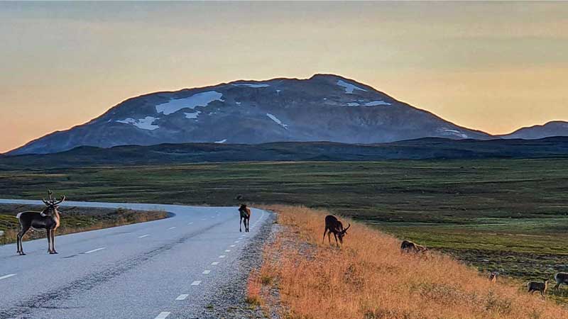 Stekenjokk � fj�llv�g genom Lappland d�r renar str�var fritt. Upplev vildmarken, samisk kultur och spektakul�ra fj�llvyer.