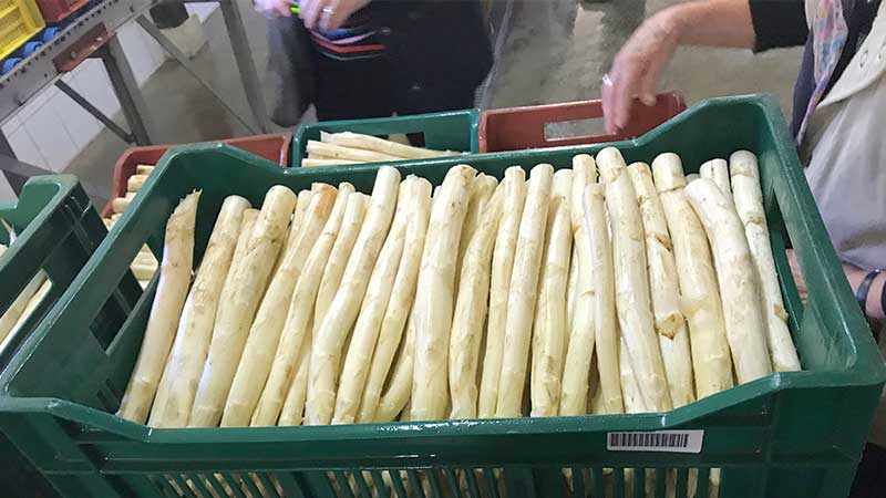 Bussresa med Tj�rnarpsbuss till Spreewald � vinupplevelser, natur och kultur i hj�rtat av Tyskland