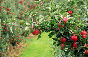 �ppelmarknad i Kivik