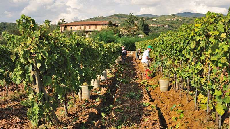 Vinsk�rd i Norra Italien. Toscanas r�da jordar och ving�rden i bakgrunden.